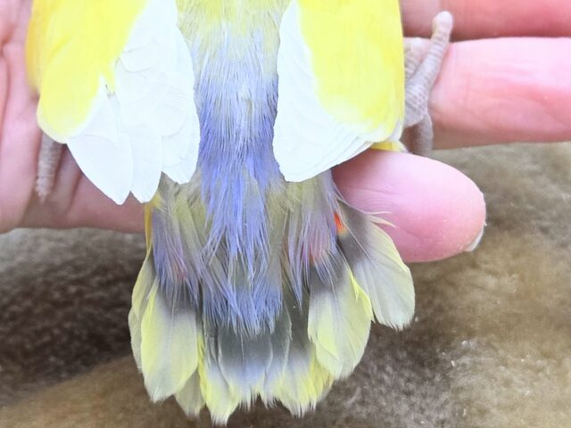 最新画像になります☆遊び仲間、募集ちゅう~😍 コザクラインコ(ゴールデンチェリー) コザクラインコ(小桜インコ)