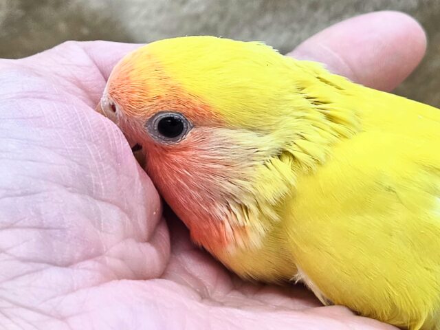 最新画像になります☆遊び仲間、募集ちゅう~😍 コザクラインコ(ゴールデンチェリー) コザクラインコ(小桜インコ)