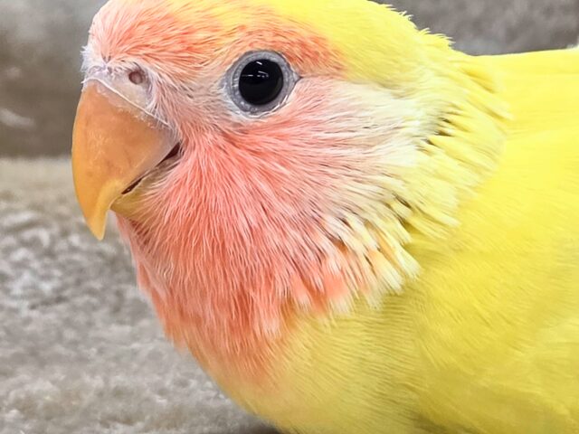 最新画像になります☆遊び仲間、募集ちゅう~😍 コザクラインコ(ゴールデンチェリー) コザクラインコ(小桜インコ)