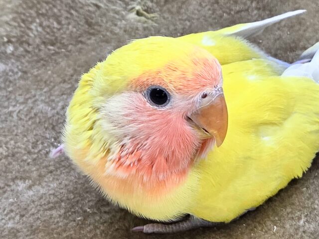 最新画像になります☆遊び仲間、募集ちゅう~😍 コザクラインコ(ゴールデンチェリー) コザクラインコ(小桜インコ)