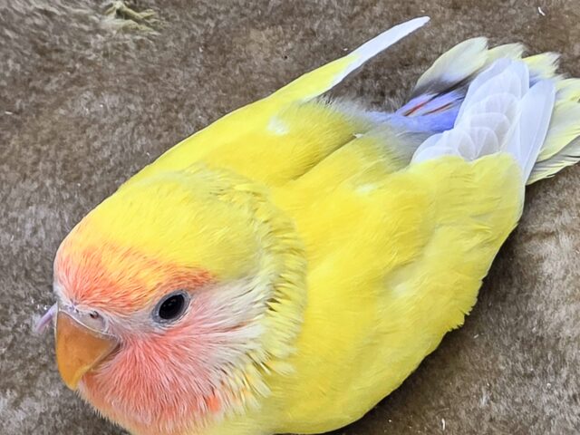 最新画像になります☆遊び仲間、募集ちゅう~😍 コザクラインコ(ゴールデンチェリー) コザクラインコ(小桜インコ)