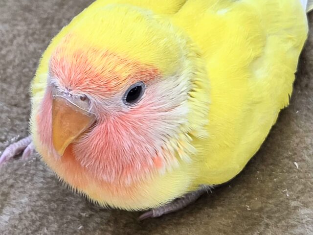 最新画像になります☆遊び仲間、募集ちゅう~😍 コザクラインコ(ゴールデンチェリー) コザクラインコ(小桜インコ)