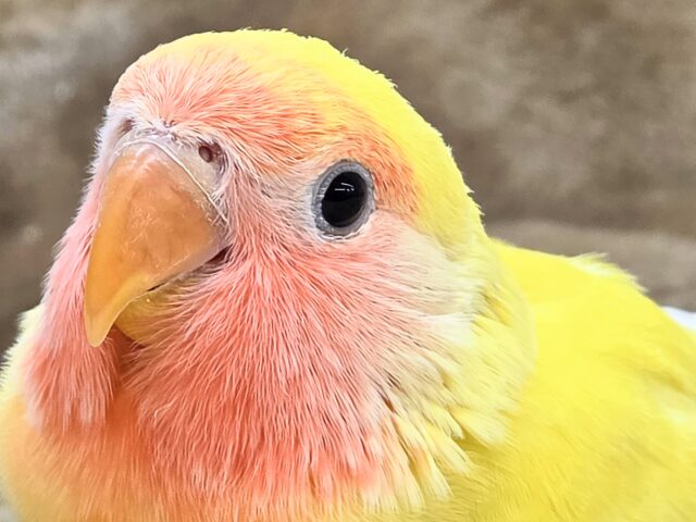最新画像になります☆遊び仲間、募集ちゅう~😍 コザクラインコ(ゴールデンチェリー) コザクラインコ(小桜インコ)