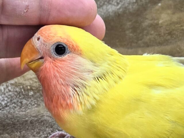 最新画像になります☆遊び仲間、募集ちゅう~😍 コザクラインコ(ゴールデンチェリー) コザクラインコ(小桜インコ)
