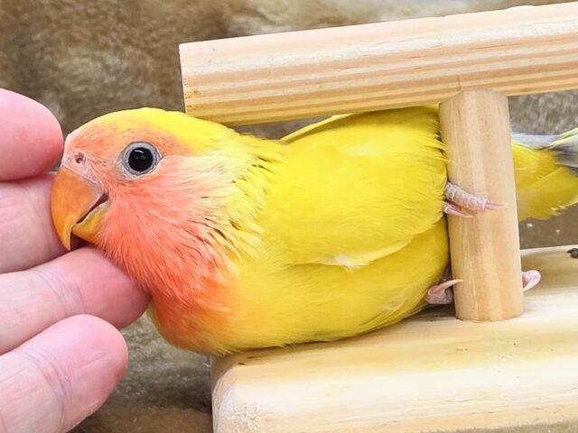 最新画像になります☆遊び仲間、募集ちゅう~😍 コザクラインコ(ゴールデンチェリー) コザクラインコ(小桜インコ)