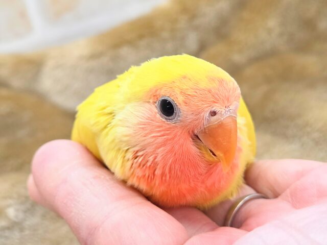 最新画像になります☆遊び仲間、募集ちゅう~😍 コザクラインコ(ゴールデンチェリー) コザクラインコ(小桜インコ)