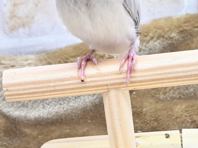 【4/23最新画像🆙】プンプンハロー♪シルバー文鳥🩶🤍 シルバー文鳥
