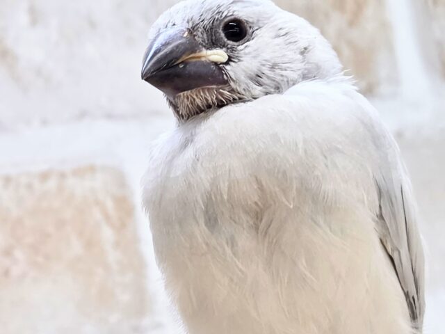 【4/23最新画像🆙】プンプンハロー♪シルバー文鳥🩶🤍 シルバー文鳥