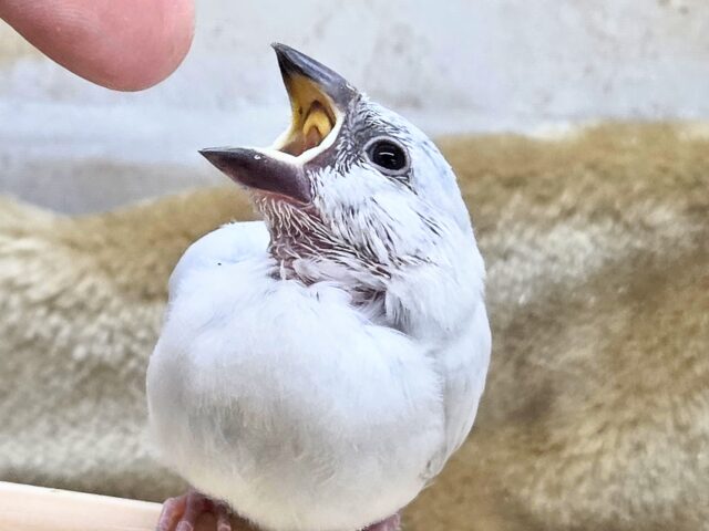 シルバー文鳥