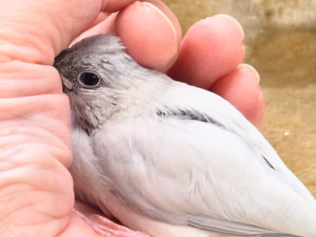 【4/23最新画像🆙】プンプンハロー♪シルバー文鳥🩶🤍 シルバー文鳥