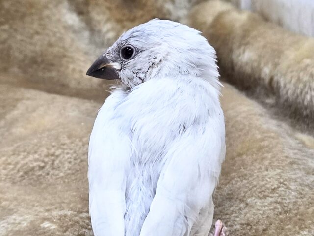 シルバー文鳥