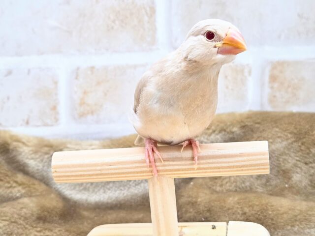 シナモン文鳥