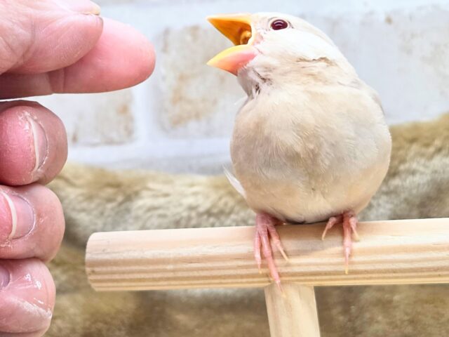 最新画像になります☆さわってみる??ふわふわきなこ餅〜🎵 シナモン文鳥 シナモン文鳥