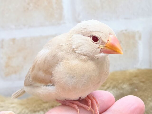 最新画像になります☆さわってみる??ふわふわきなこ餅〜🎵 シナモン文鳥 シナモン文鳥