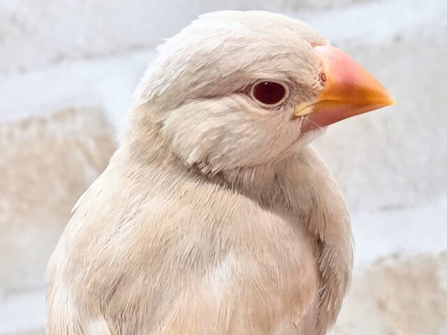 最新画像になります☆さわってみる??ふわふわきなこ餅〜🎵 シナモン文鳥 シナモン文鳥