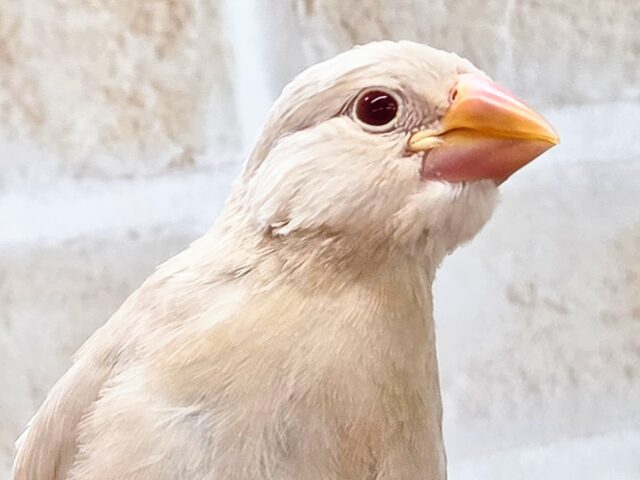 最新画像になります☆さわってみる??ふわふわきなこ餅〜🎵 シナモン文鳥 シナモン文鳥