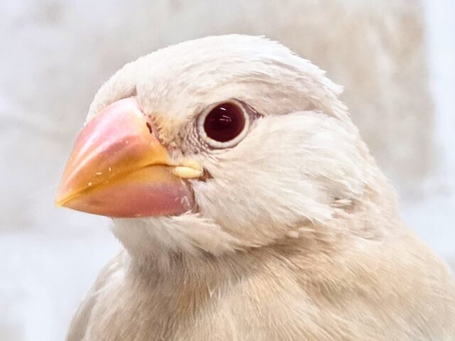 シナモン文鳥