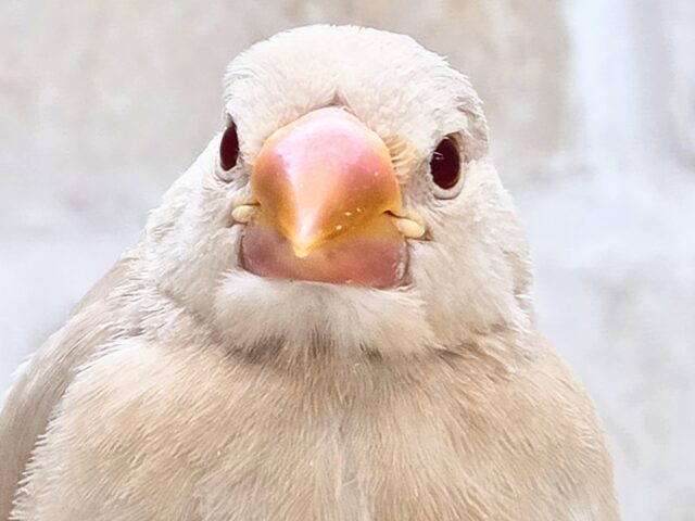 最新画像になります☆さわってみる??ふわふわきなこ餅〜🎵 シナモン文鳥 シナモン文鳥