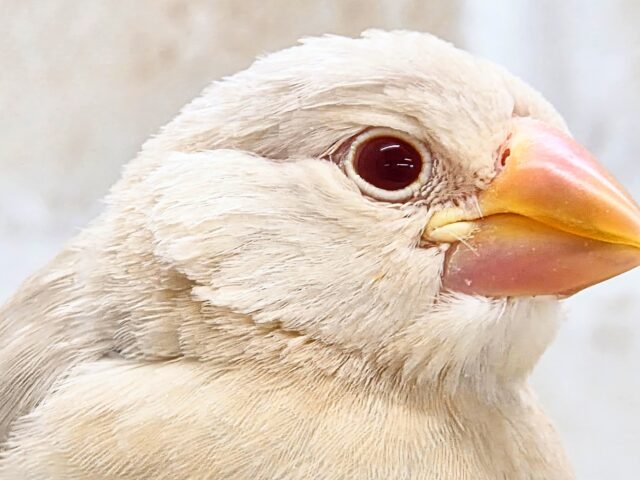 シナモン文鳥