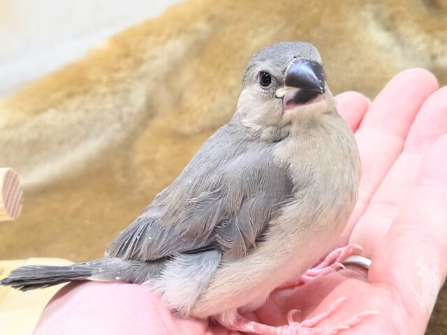 最新画像になります☆飛び出す元気ステキ🌸 桜文鳥 桜文鳥