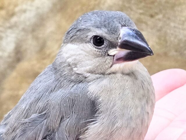 最新画像になります☆飛び出す元気ステキ🌸 桜文鳥 桜文鳥