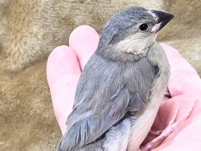 最新画像になります☆飛び出す元気ステキ🌸 桜文鳥 桜文鳥