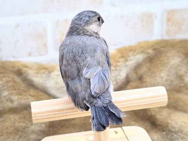 最新画像になります☆飛び出す元気ステキ🌸 桜文鳥 桜文鳥