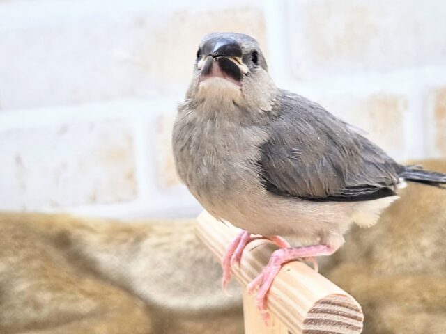 最新画像になります☆飛び出す元気ステキ🌸 桜文鳥 桜文鳥