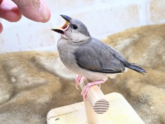 最新画像になります☆飛び出す元気ステキ🌸 桜文鳥 桜文鳥