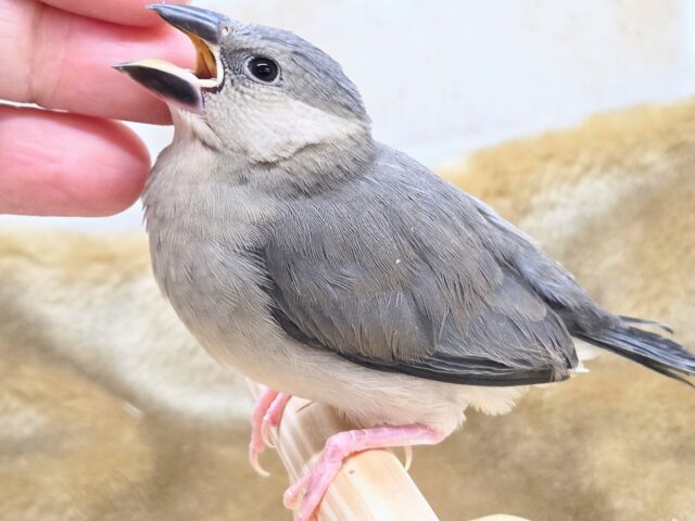 最新画像になります☆飛び出す元気ステキ🌸 桜文鳥 桜文鳥