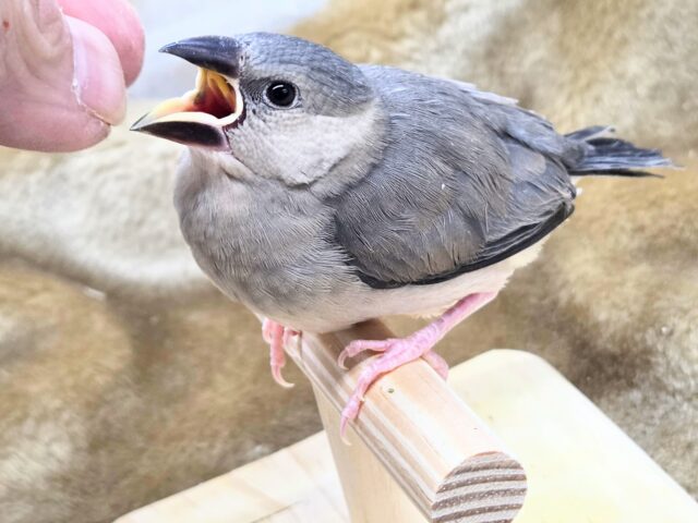 最新画像になります☆飛び出す元気ステキ🌸 桜文鳥 桜文鳥