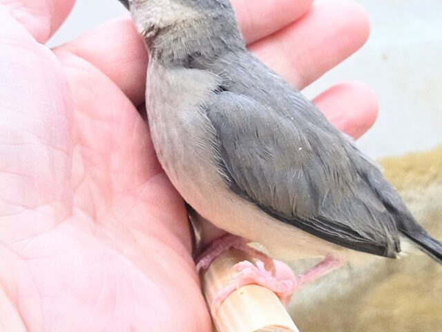 最新画像になります☆飛び出す元気ステキ🌸 桜文鳥 桜文鳥