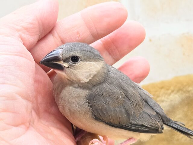 最新画像になります☆飛び出す元気ステキ🌸 桜文鳥 桜文鳥