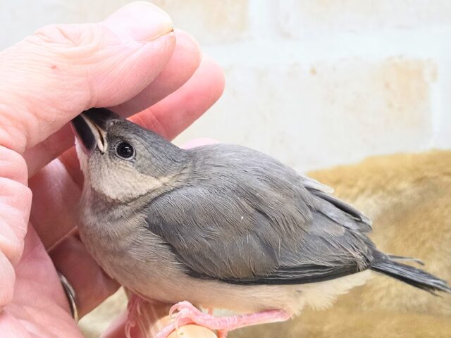 最新画像になります☆飛び出す元気ステキ🌸 桜文鳥 桜文鳥