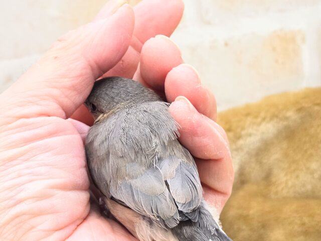 最新画像になります☆飛び出す元気ステキ🌸 桜文鳥 桜文鳥