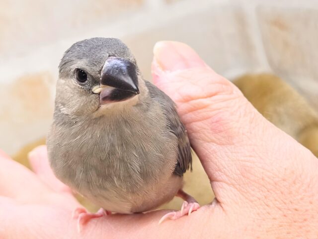 最新画像になります☆飛び出す元気ステキ🌸 桜文鳥 桜文鳥