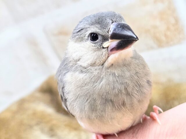 最新画像になります☆飛び出す元気ステキ🌸 桜文鳥 桜文鳥