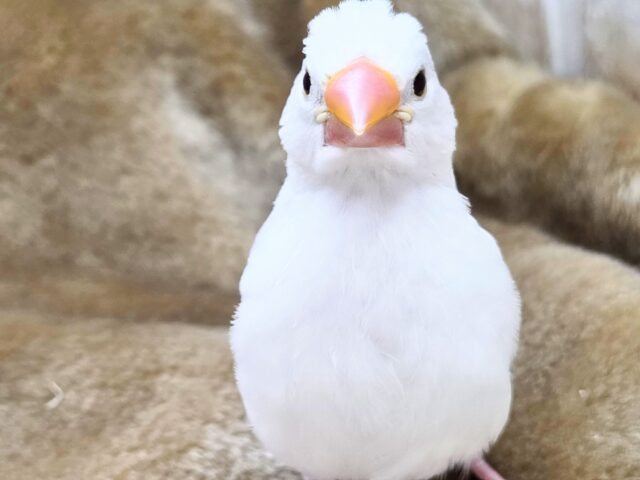 白文鳥