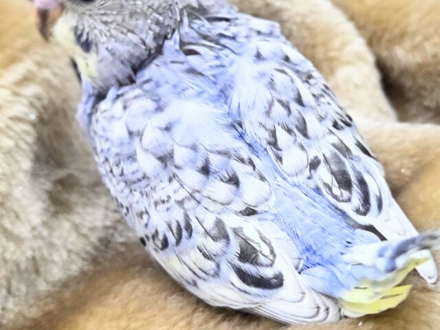 最新画像になります☆気ままさに、クスッと~~♪ セキセイインコ YFバイレットスパングル~~ セキセイインコ