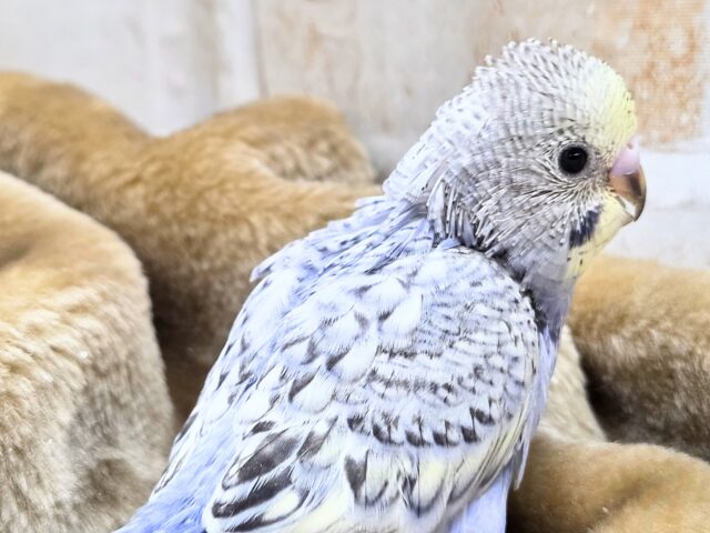 最新画像になります☆気ままさに、クスッと~~♪ セキセイインコ YFバイレットスパングル~~ セキセイインコ