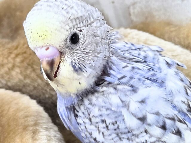 最新画像になります☆気ままさに、クスッと~~♪ セキセイインコ YFバイレットスパングル~~ セキセイインコ
