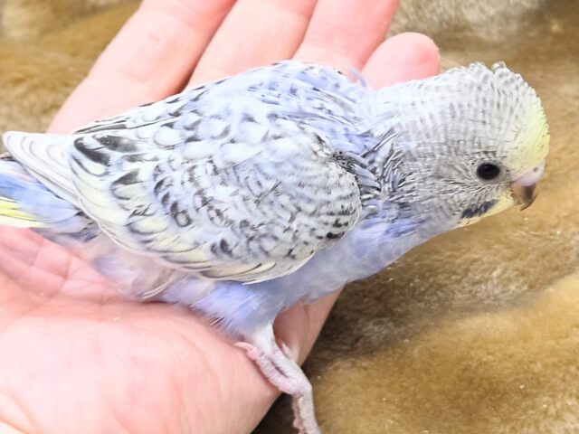 最新画像になります☆気ままさに、クスッと~~♪ セキセイインコ YFバイレットスパングル~~ セキセイインコ