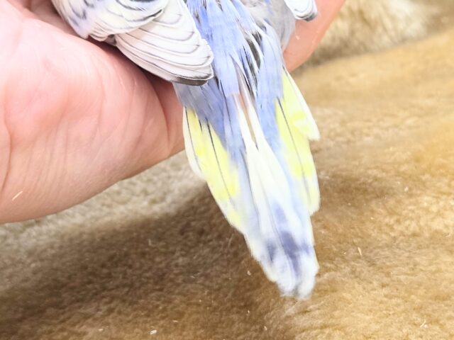 最新画像になります☆気ままさに、クスッと~~♪ セキセイインコ YFバイレットスパングル~~ セキセイインコ