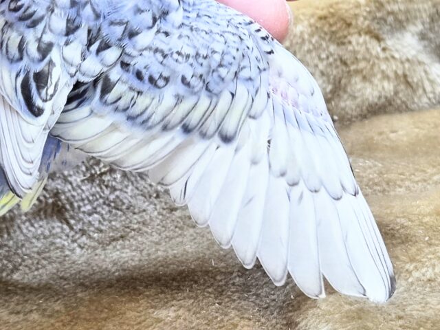 最新画像になります☆気ままさに、クスッと~~♪ セキセイインコ YFバイレットスパングル~~ セキセイインコ