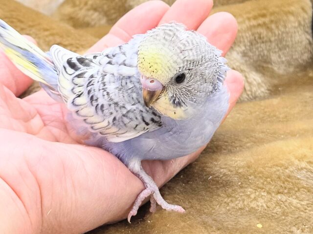 最新画像になります☆気ままさに、クスッと~~♪ セキセイインコ YFバイレットスパングル~~ セキセイインコ