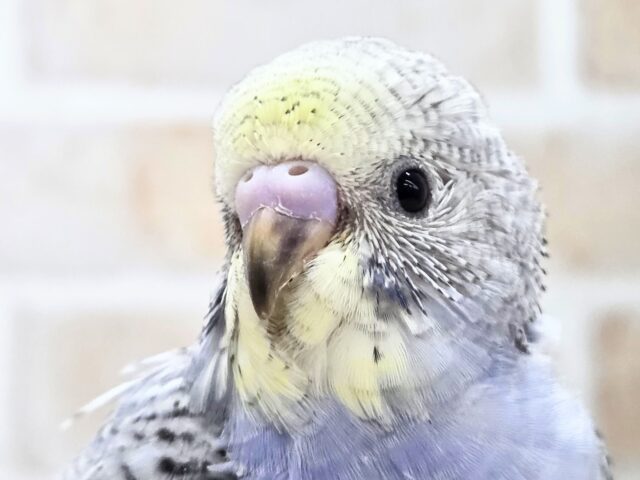 最新画像になります☆気ままさに、クスッと~~♪ セキセイインコ YFバイレットスパングル~~ セキセイインコ