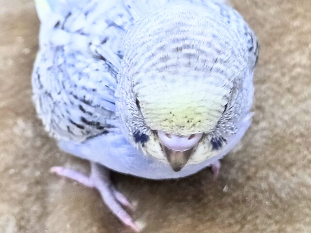 最新画像になります☆気ままさに、クスッと~~♪ セキセイインコ YFバイレットスパングル~~ セキセイインコ
