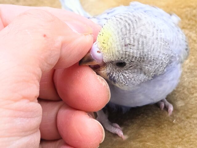 最新画像になります☆気ままさに、クスッと~~♪ セキセイインコ YFバイレットスパングル~~ セキセイインコ