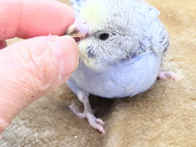 最新画像になります☆気ままさに、クスッと~~♪ セキセイインコ YFバイレットスパングル~~ セキセイインコ