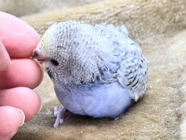 最新画像になります☆気ままさに、クスッと~~♪ セキセイインコ YFバイレットスパングル~~ セキセイインコ